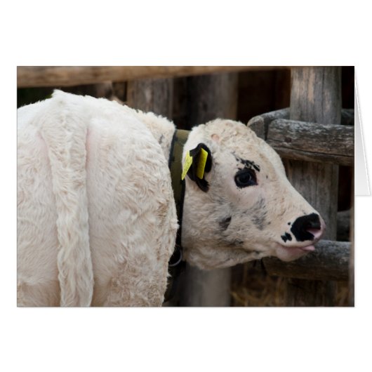 Pustertal Pied Calf (Voorkant Horizontaal)