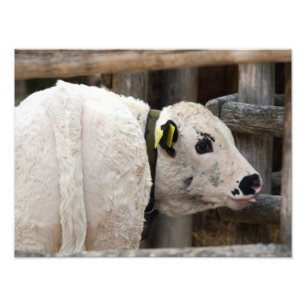 Pustertal Pied Calf Foto Afdruk