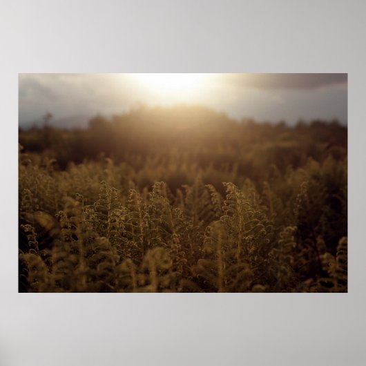 Putney Mountain Sunset Poster (Voorkant)