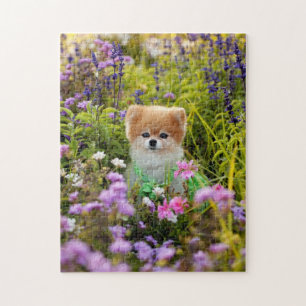 Puzzel - Bella Pomeranian Geheime tuin