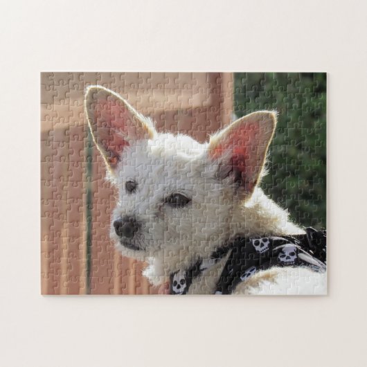 Puzzel - kleine witte hond (Horizontaal)