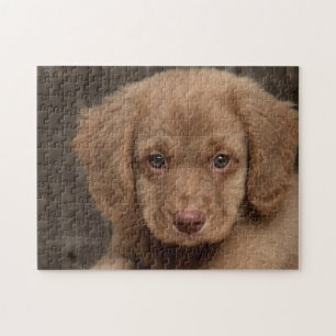 Puzzel - Mooie bruine puppy