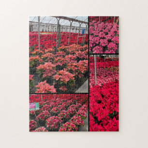 Puzzel Poinsettia Kas Rode Bloemen