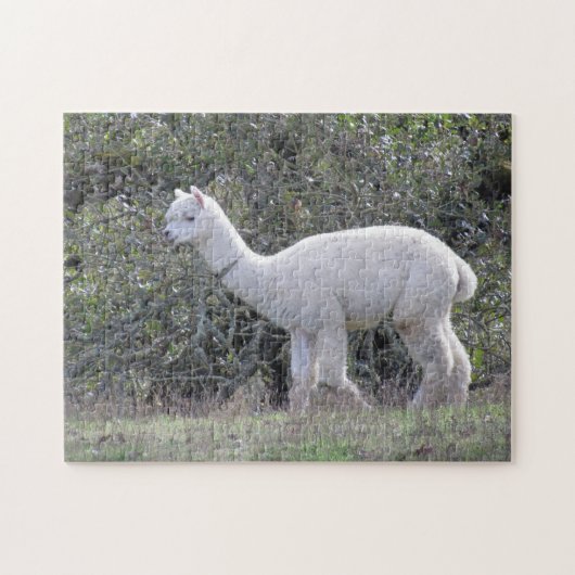 Puzzel - Witte Alpaca (Horizontaal)