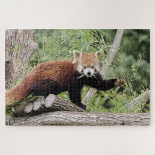 puzzels Foto: rode panda, dieren 0522.