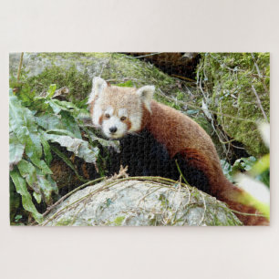 puzzels Foto: rode panda, dieren 0523.