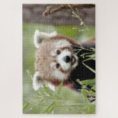 puzzels Foto: rode panda, dieren 0526. (Verticaal)