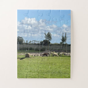 Puzzels Mooie Schaap Mijn Achtertuin Uitzicht Port