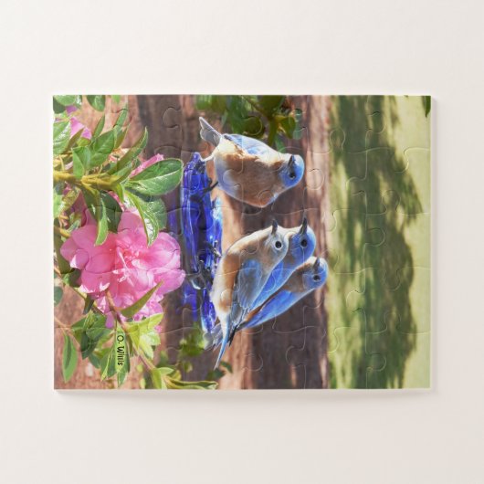 Puzzle 050 oiseaux bleus déconcertent pour toujours les (Horizontal)