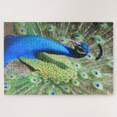 Puzzle 1000 pièce Stunning Peacock Photo (Horizontal)