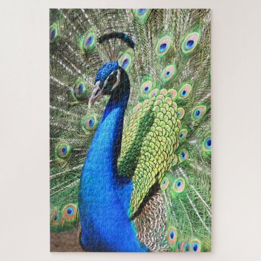 Puzzle 1000 pièce Stunning Peacock Photo (Vertical)