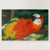 Puzzle 1000 pièces Scarlet Macaw (Horizontal)
