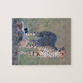 Puzzle 10x8 110 stuks - Cheetah en cubs Legpuzzel (Horizontaal)