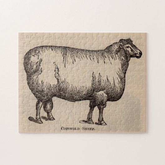 Puzzle 19e century print cotswold sheep (Horizontal)