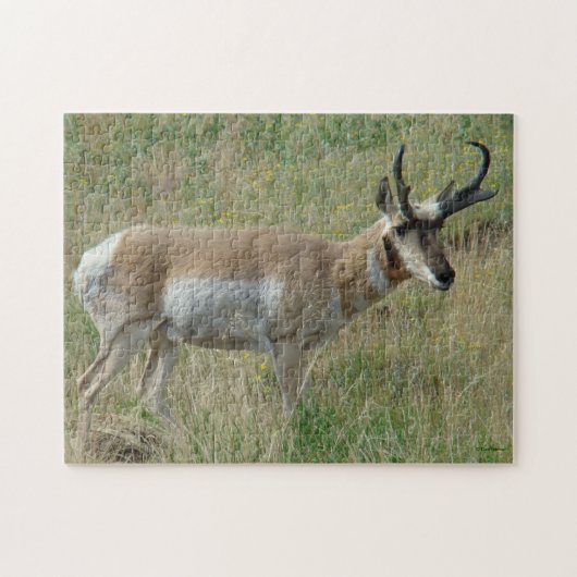 Puzzle A12 Pronghorn Antelope Buck (Horizontal)