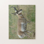 Puzzle A12 Pronghorn Antelope Buck (Vertical)