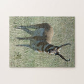 Puzzle A13 Pronghorn Antilope Buck (Horizontal)