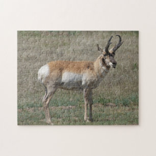Puzzle A15 Antilope d'Amérique mâle grossier