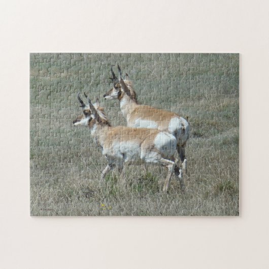 Puzzle A27 Pronghorn Antelope Young Bucks (Horizontal)
