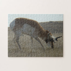 Puzzle A34 Pronghorn Antelope Buck Crooked Horns