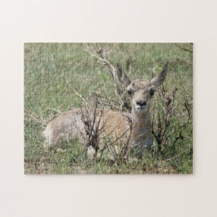 Puzzle A7 Baby Pronghorn Antelope