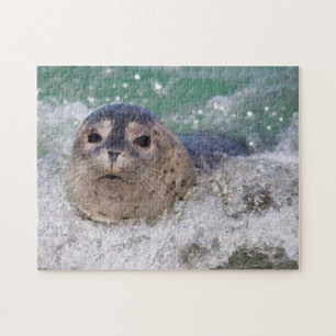 Puzzle A baby seal surfing