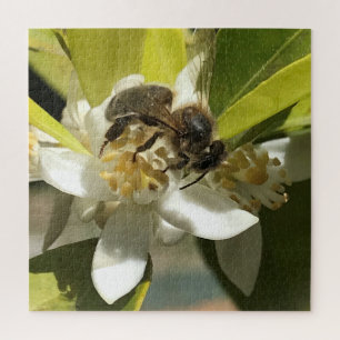 Puzzle Abeille sur la fleur de citron