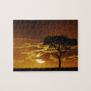 Puzzle Acacia tortilis, Acacia tortilis,
