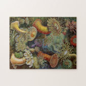 Puzzle Actinies d'Ernst Haeckel (Horizontal)