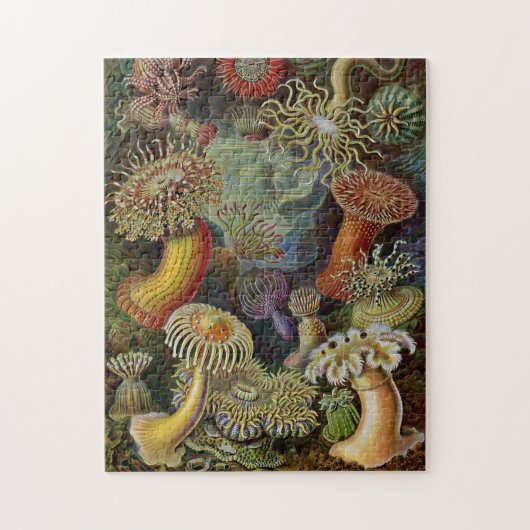 Puzzle Actinies d'Ernst Haeckel (Vertical)