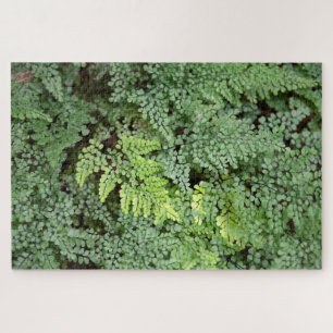 Puzzle Adiantum Venustum - capillaire de Venus ou capilla