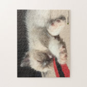 Puzzle Adorable Kitten dormant Photographie (Vertical)