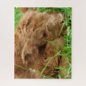 Puzzle Adorable veau écossais des Highlands (Vertical)
