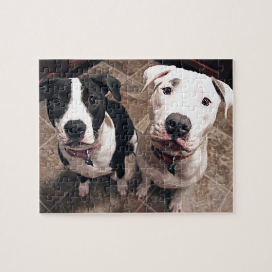 Puzzle adorables chiots pitbull chiens (Horizontal)