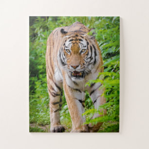 Puzzle Adult Tiger Prowling Among Bright Green Leaves