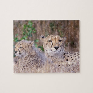 Puzzle Afrique, Afrique du Sud, Réserve de Tswalu. Cheeta