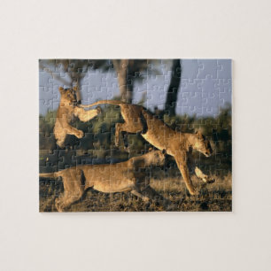 Puzzle Afrique, Botswana, Parc national de Chobe, Lionnes