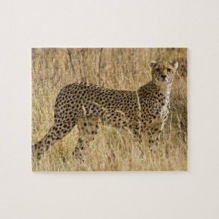 Puzzle Afrique. Kenya. Cheetah à Samburu NP. 2