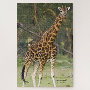 Puzzle Afrique. Kenya. Girafe de Rothschild au lac 2
