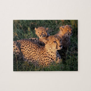 Puzzle Afrique, Kenya, Masai Mara Game Reserve. Cheetah 2