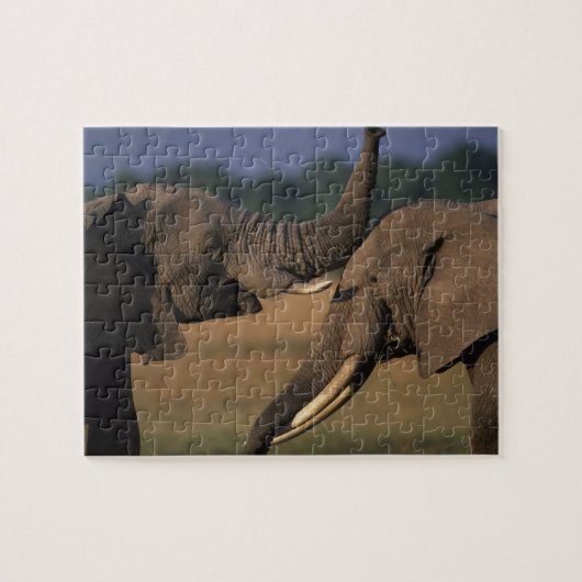 Puzzle Afrique, Kenya, Masai Mara Game Reserve, Two Bull (Horizontal)