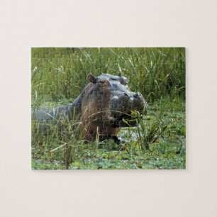 Puzzle Afrique, Kenya, Masai Mara NR. Une hippopotame mèr