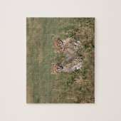 Puzzle Afrique; Kenya; Masai Mara; Trois guépards (Vertical)