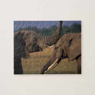 Puzzle Afrique, Kenya, Réserve de Masai Mara, Deux Taurea