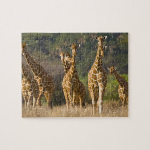 Puzzle Afrique. Kenya. Troupeau de girafes réticulées
