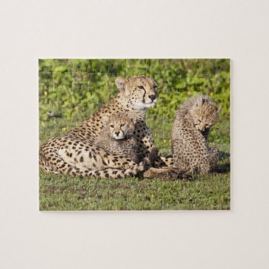 Puzzle Afrique. Tanzanie. Cheetah mère et petits 2 (Horizontal)