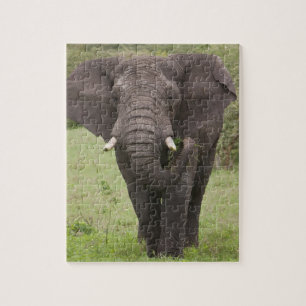 Puzzle Afrique Tanzanie Éléphant dans le cratère de Ngoro