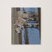 Puzzle Afrique. Tanzanie. Zèbres boire à Ndutu (Vertical)