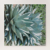 Puzzle Agave Succulent Plante Cactus Vert sauge (Horizontal)