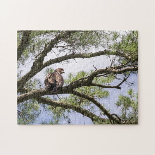 Puzzle Aigle À Balles Juvénile Dans Un Pin Tree (Horizontal)